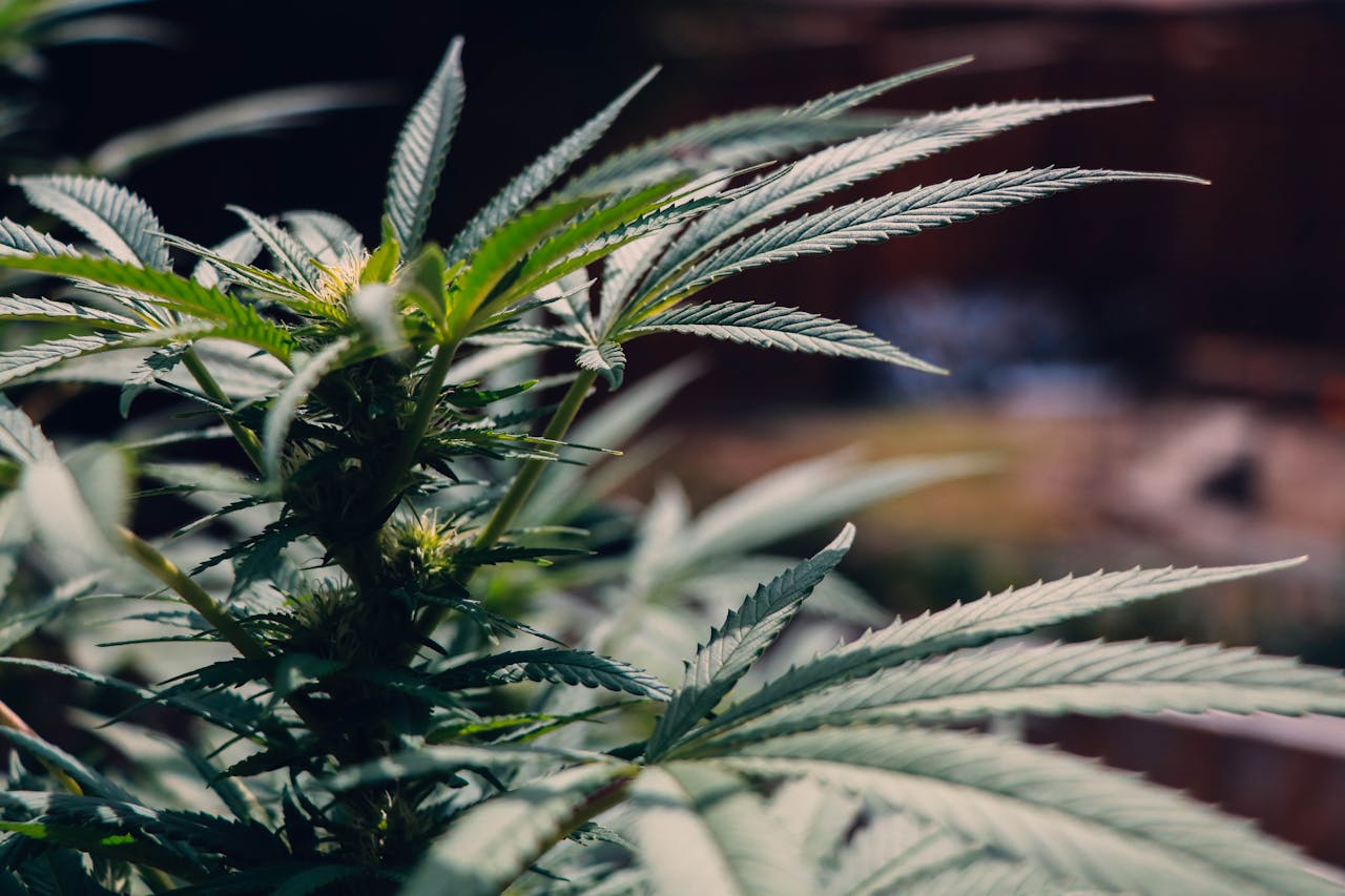 9 Best Cannabis SEO Providers in Canada for 2026