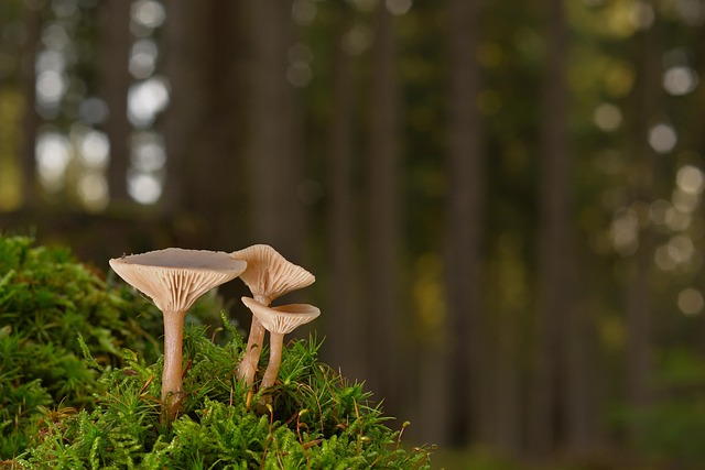 Lamellar mushrooms in moss