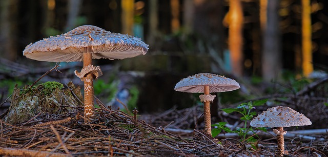 Parasol mushrooms on the forest floor